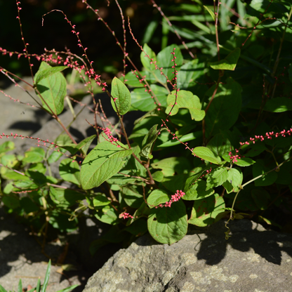 6x Persicaria a. &