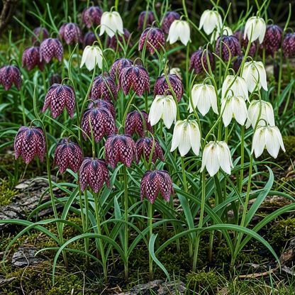 Blumenzwiebeln Fritillaria Meleagris Mix | 30 Stück Lila &amp; Weiß – Zwiebelgröße 6/7 – XXL Pack - Wurzelwerk Design