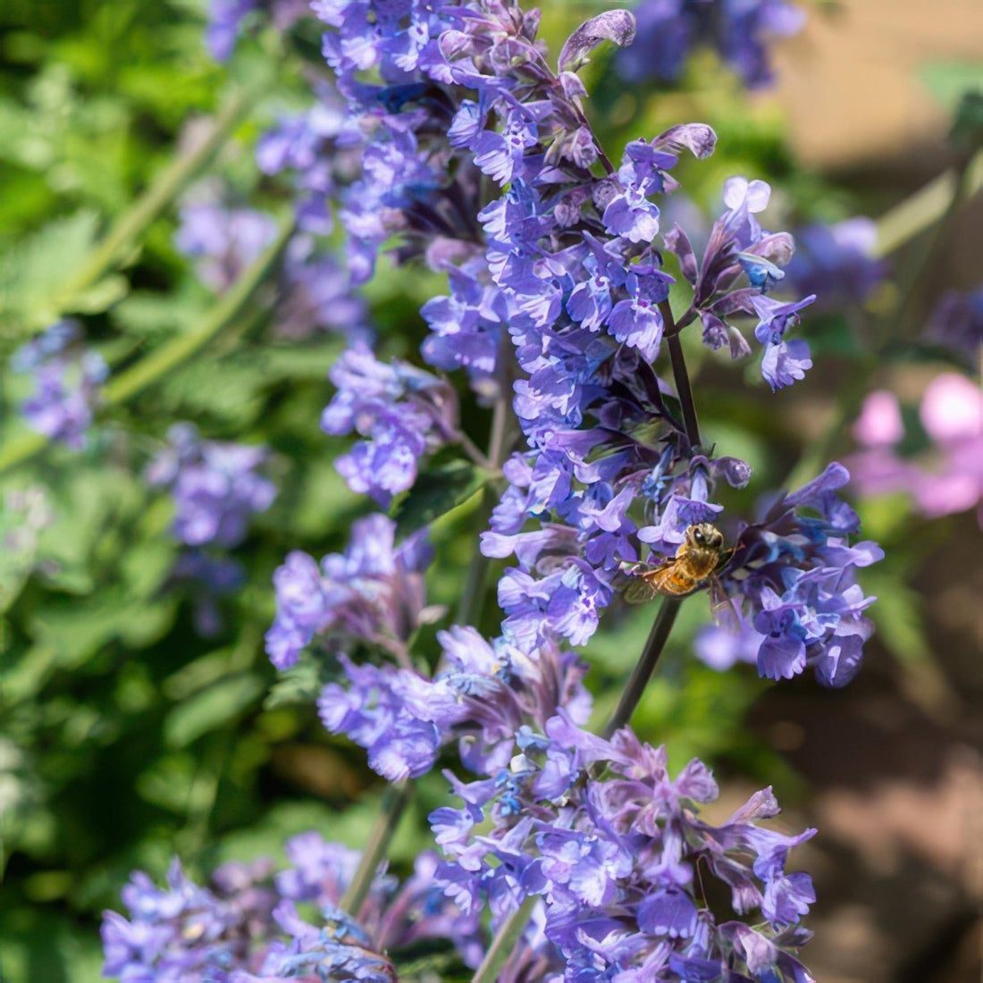 Nepeta &