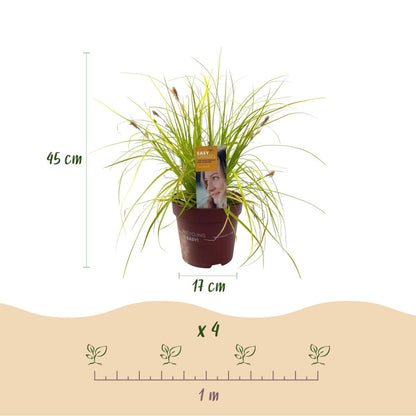 Japan - Goldsegge Everillo - Gelb - 4 Pflanzen - Immergrün - Wenig Pflege - Topf 17cm Höhe 50cm - Wurzelwerk Design