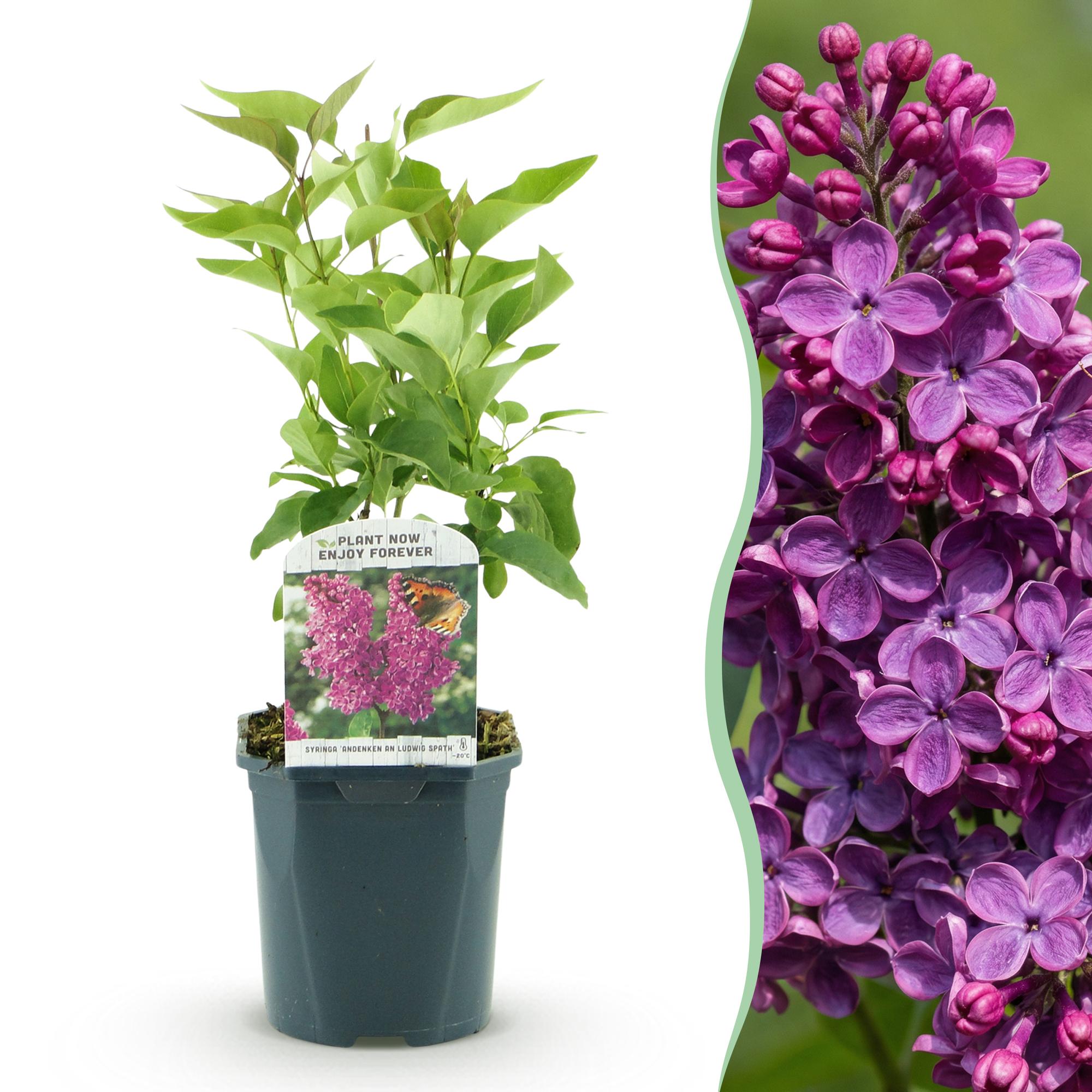 Ludwig Spath Flieder Pflanze, 45cm hoch, in Topf, lila Blüten, robuste Syringa vulgaris von Everspring.