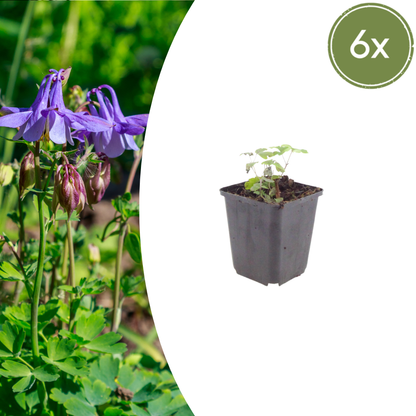 Sechsmal Aquilegia vulgaris in kleinen Töpfen, ca. 10-25 cm hoch, mit blühenden blauen Blüten, Everspring.