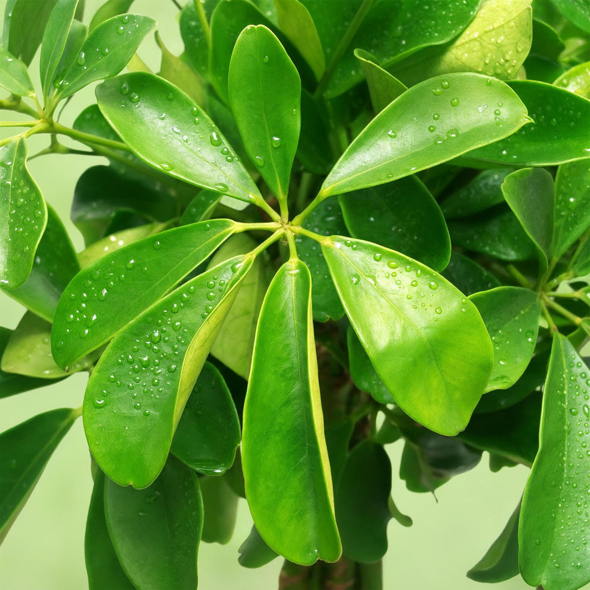 Grüne Schefflera Nora Pflanze mit Korb, 70-82cm hoch, Topf 21cm, wenig Pflege, Everspring, Zimmerpflanze