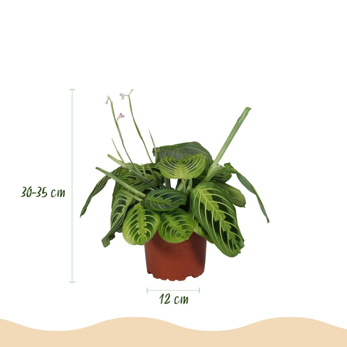 Maranta Lemon Lime kaufen | Gebetspflanze – Topf Ø 12 cm, Höhe 25 cm - Wurzelwerk Design