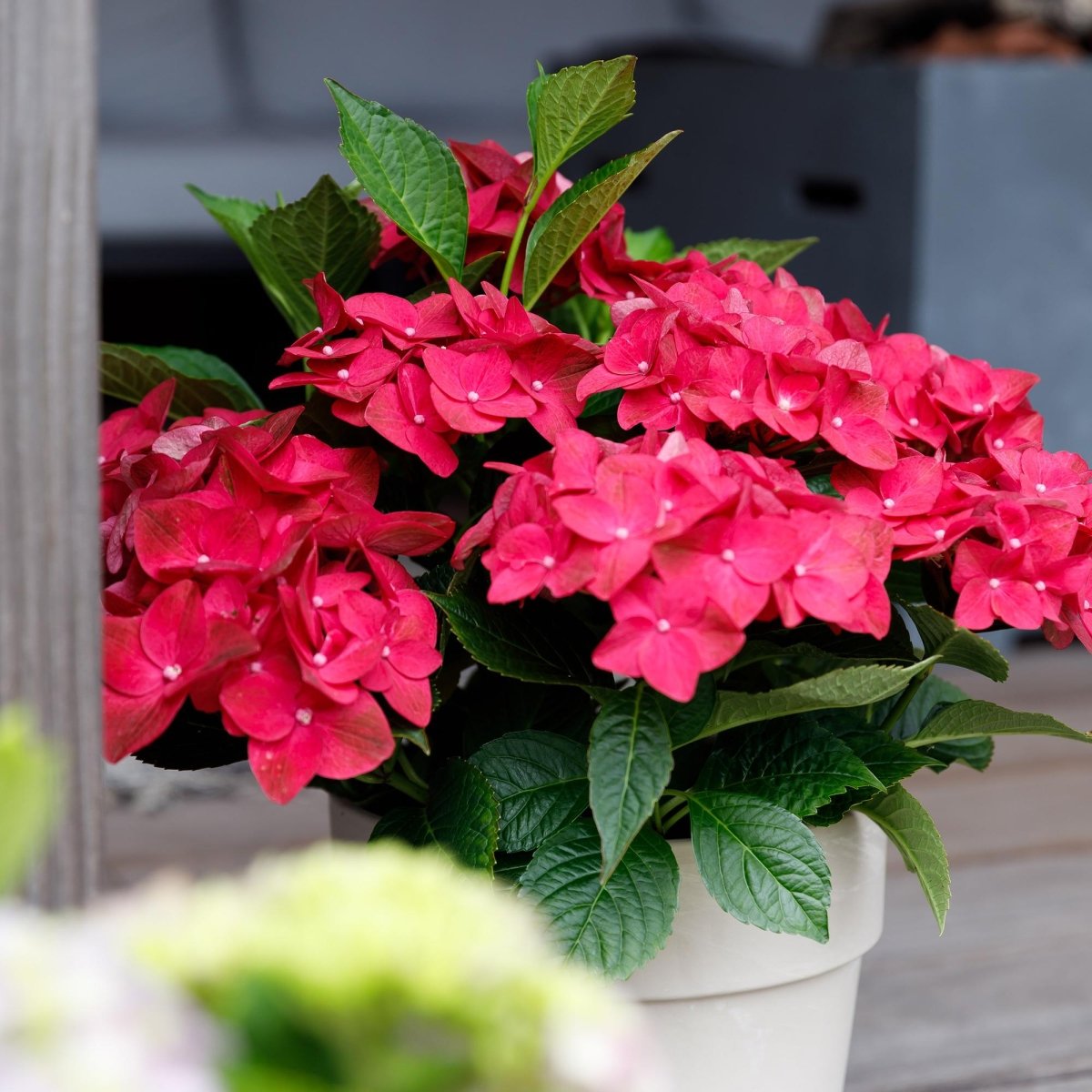 Balkon - Hortensie Magical Tuesday &amp; Sapphire Rot – 2 Pflanzen – 6–10 Blüten – Ø23 cm Topf – Höhe ca. 55 cm - Wurzelwerk Design
