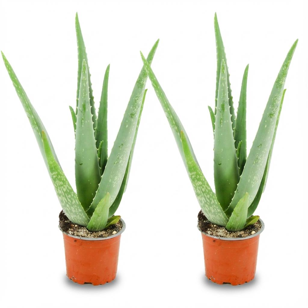 Zwei Aloe Vera Pflanzen von Everspring, Ø 10,5 cm, Höhe 35-40 cm, grüne Sukkulenten in kleinen Töpfen.