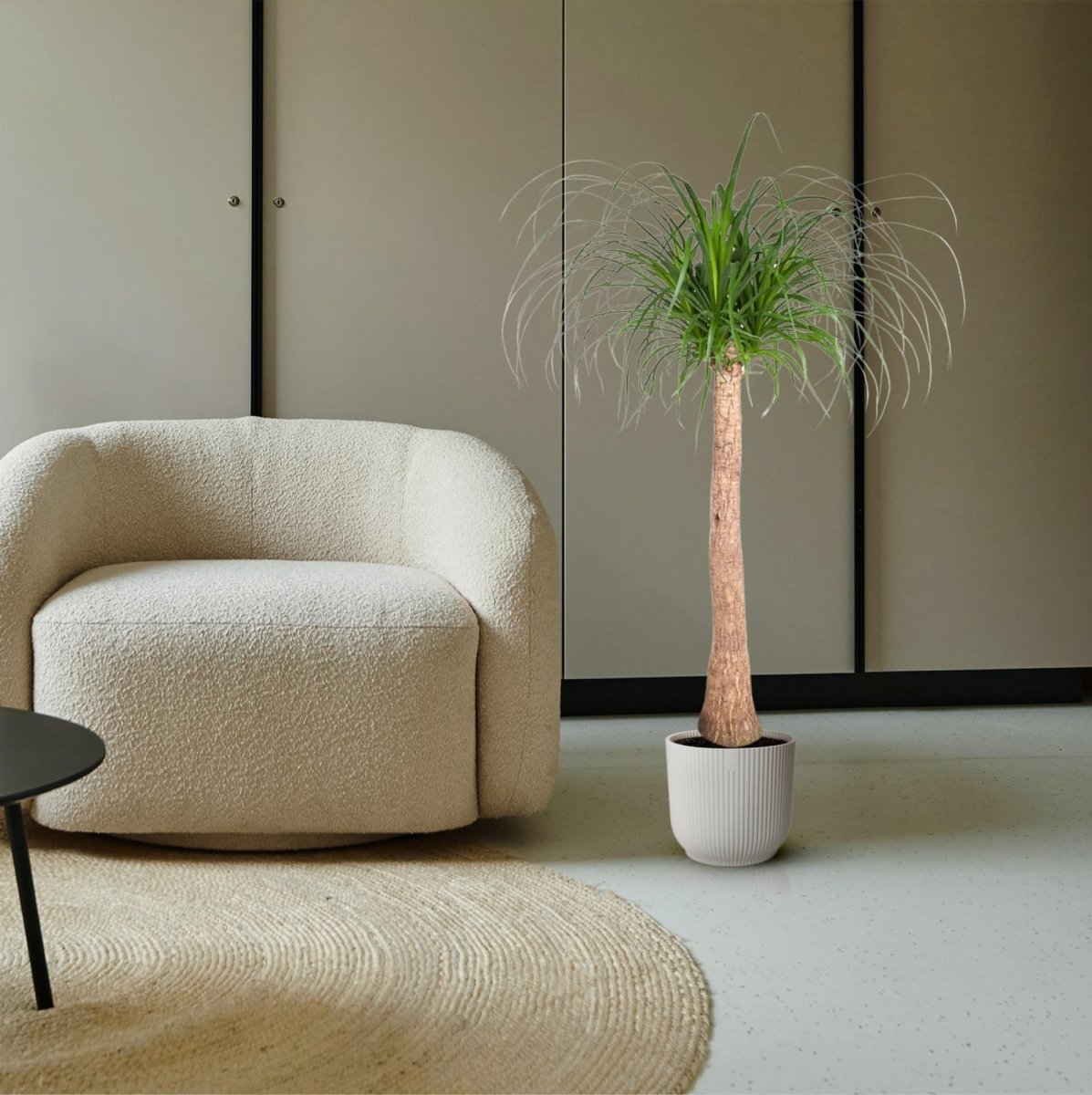 Beaucarnea Elefantenfuß 120 cm | Zimmerpflanze im Ø32 cm Topf – Pflegeleicht &amp; Exotisch - Wurzelwerk Design