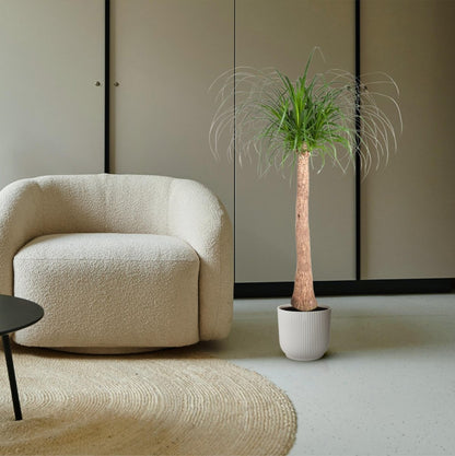 Beaucarnea Elefantenfuß 120 cm | Zimmerpflanze im Ø32 cm Topf – Pflegeleicht &amp; Exotisch - Wurzelwerk Design