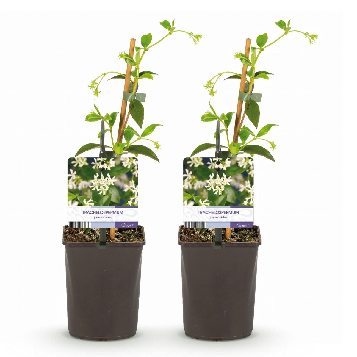 Toskanischer Jasmin - Trachelospermum jasminoides - Blüte Weiß - Immergrün - 2 Pflanzen - Wurzelwerk Design