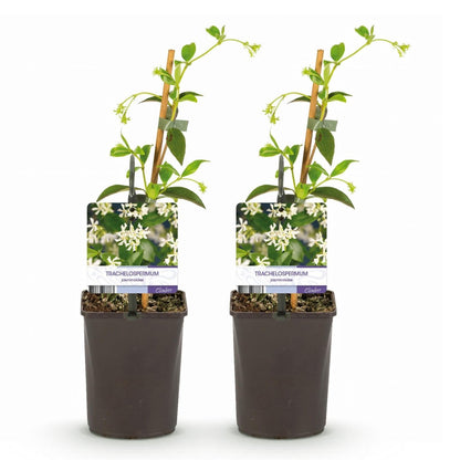 Toskanischer Jasmin - Trachelospermum jasminoides - Blüte Weiß - Immergrün - 2 Pflanzen - Wurzelwerk Design