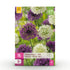 Blumenzwiebeln Allium Purple White Mix | 15 Stück Lila & Weiß – Zwiebelgröße 10/12 – XXL Pack - Wurzelwerk Design