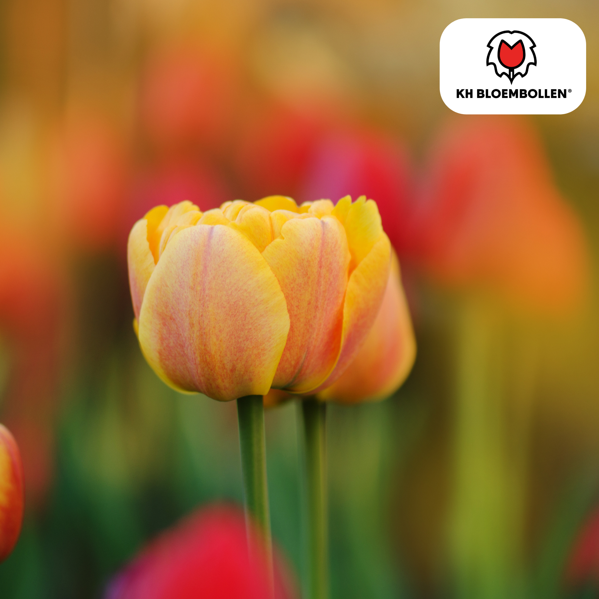 Tulpenzwiebel Icon – 20er-Pack | Gefüllt &amp; orange