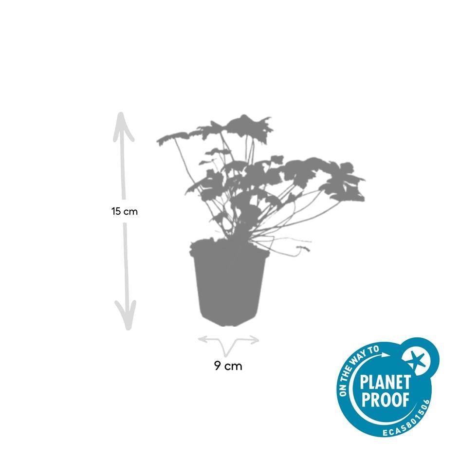 24x Geranium macrorrhizum ‘Czakor’ – Balkan - Storchschnabel mit roten Blüten – Höhe 10–25 cm – Ø 9 cm - Wurzelwerk Design