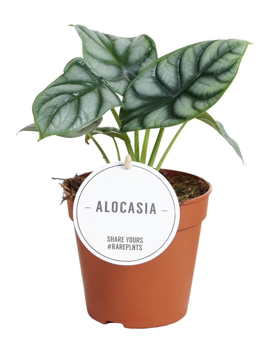 Alocasia Silver Dragon - Ø12cm - ↕25cm - Wurzelwerk Design