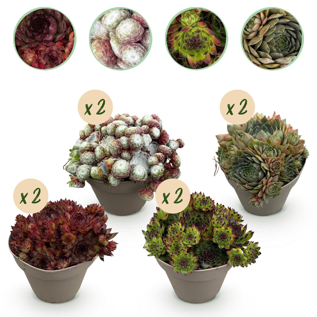 Everspring Sempervivum Big Sam, winterharter Bodendecker mit rosettenförmigen, grünen Sukkulenten für Garten und Balkon.