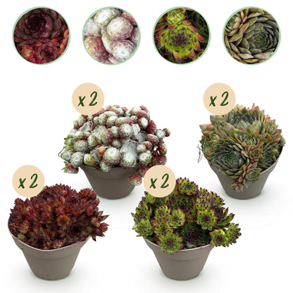 Sempervivum Big Sam – 8x winterharte Bodendecker