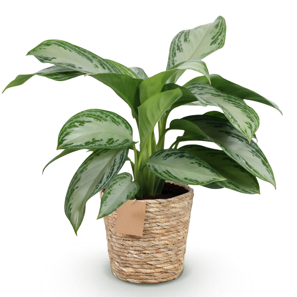 Aglaonema Silver Bay Silberblatt in Korb, ca. 70-75cm hoch, Everspring Zimmerpflanze mit silbernen Blättern