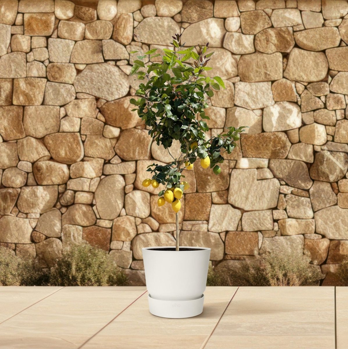 Zitronenbaum - 150 cm - Ø 24 cm - Wurzelwerk Design
