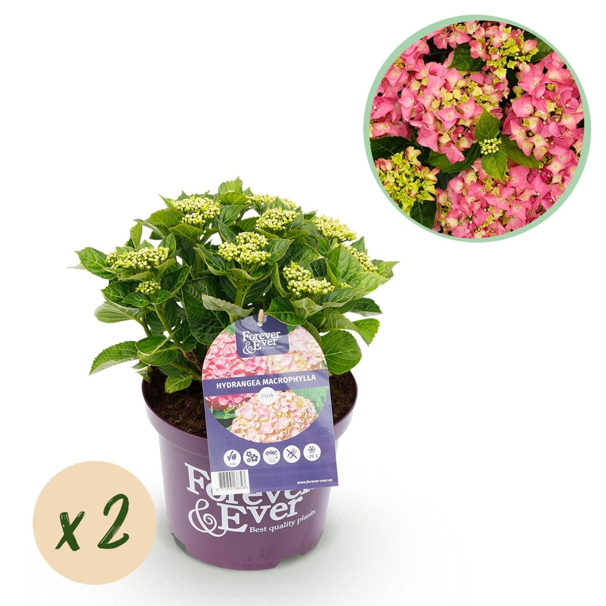 Balkon - Hortensie Forever &amp; Ever Rosa – 2 Pflanzen – 7–12 Blüten – Ø23 cm Topf – Höhe ca. 55 cm - Wurzelwerk Design