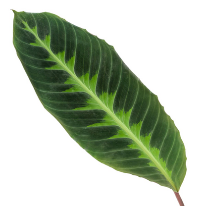 Calathea warscewiczii 100 cm | Korbmarante im Ø21 cm Topf – Immergrün &amp; Haustierfreundlich