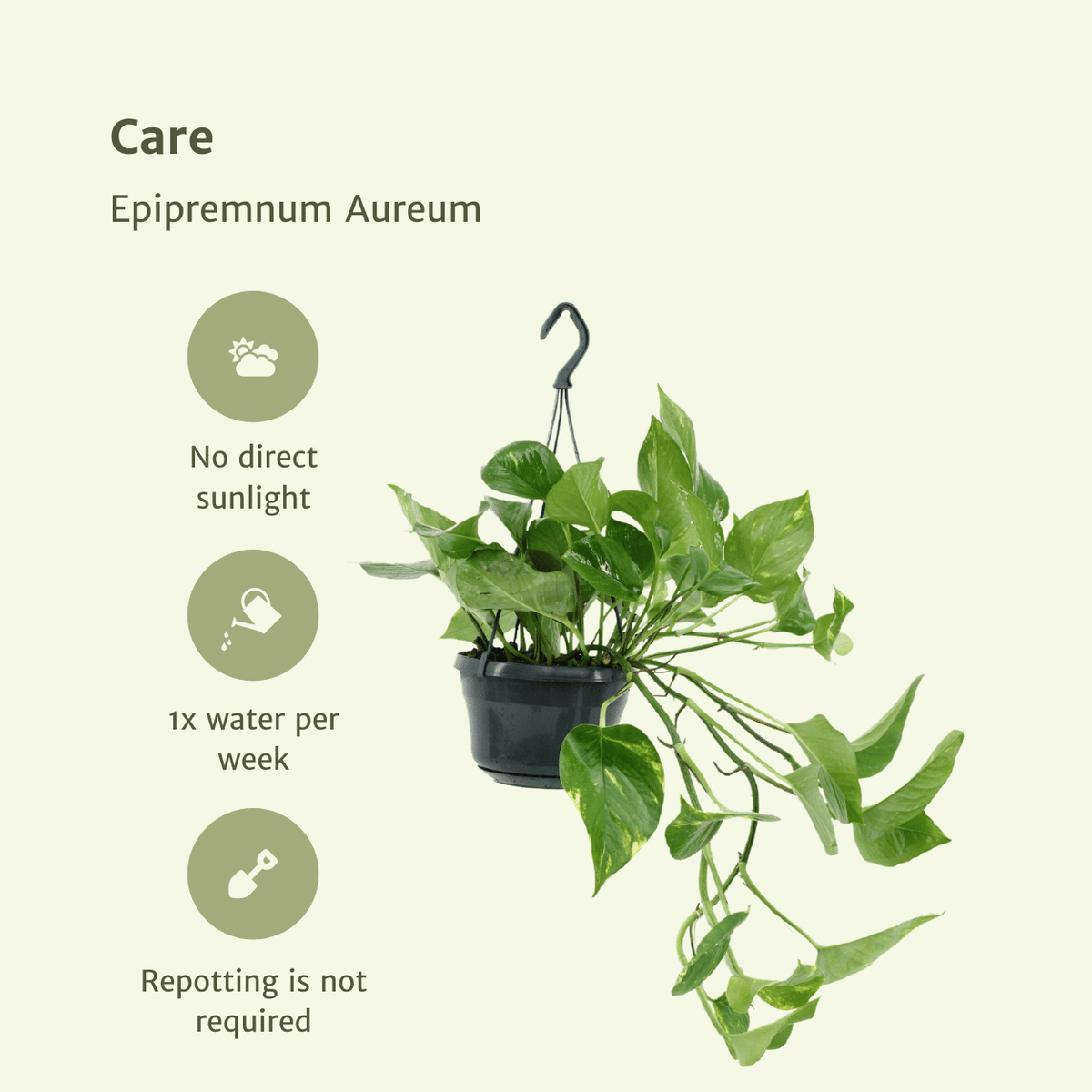 2x Epipremnum Aureum - Scindapsus - 25cm - ø15 - Wurzelwerk Design