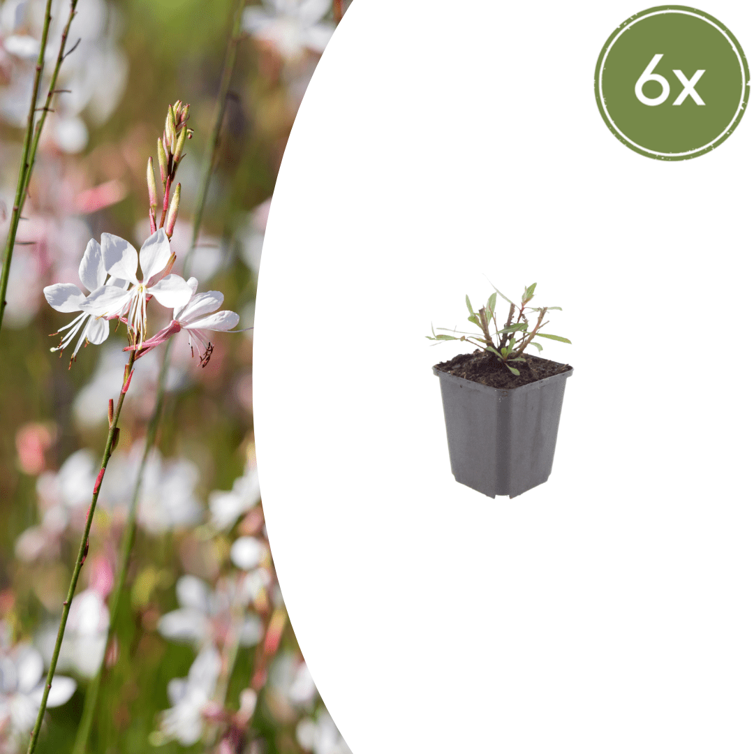 Sechs Everspring Gaura &