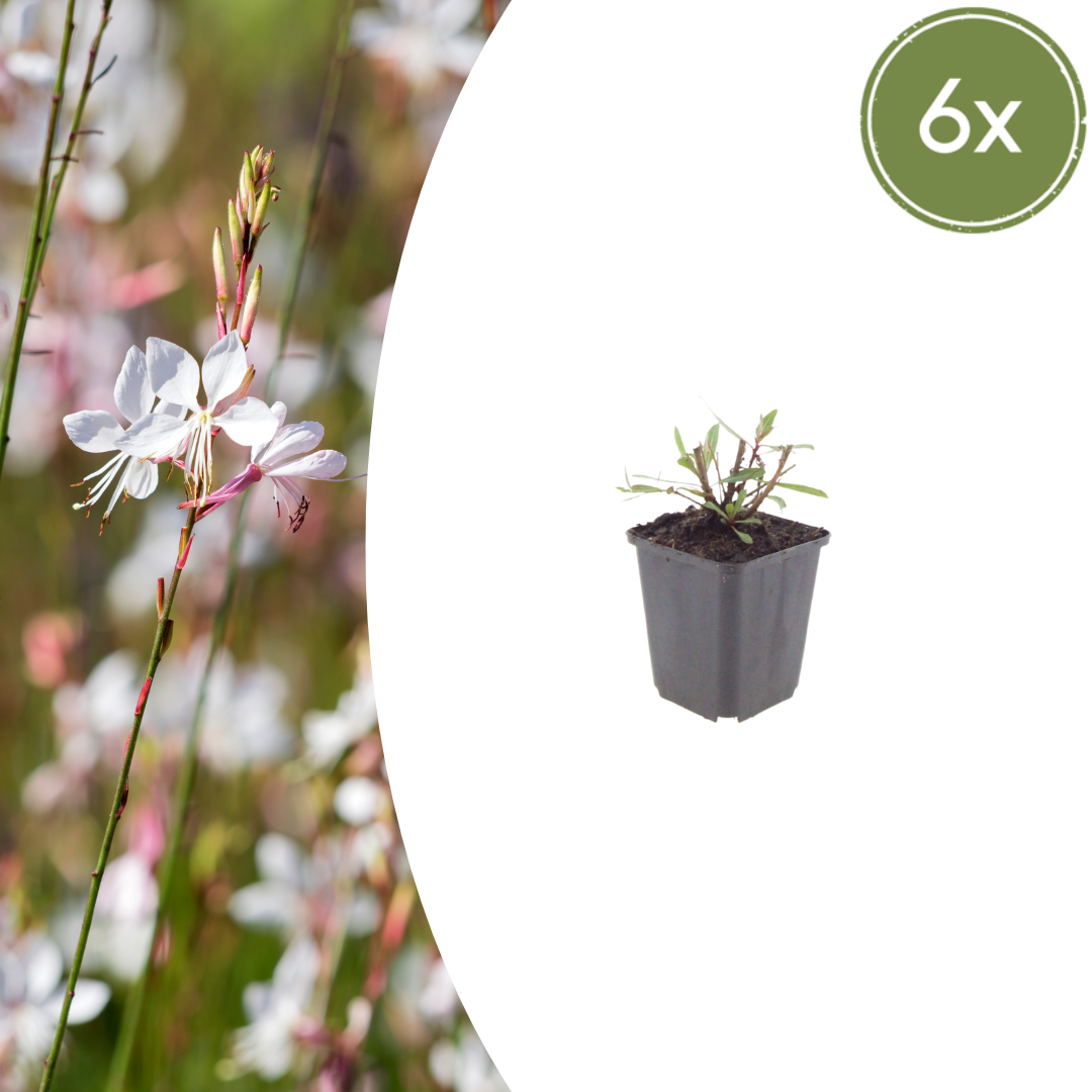 6x Gaura l. &