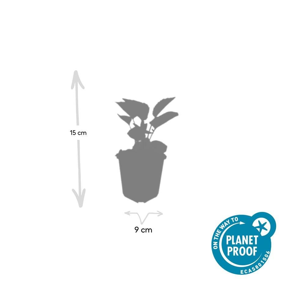 24x Echinacea purpurea ‘Magnus’ – Purpur - Sonnenhut für Staudenbeete &amp; Naturgärten – Höhe 10–25 cm – Ø 9 cm - Wurzelwerk Design