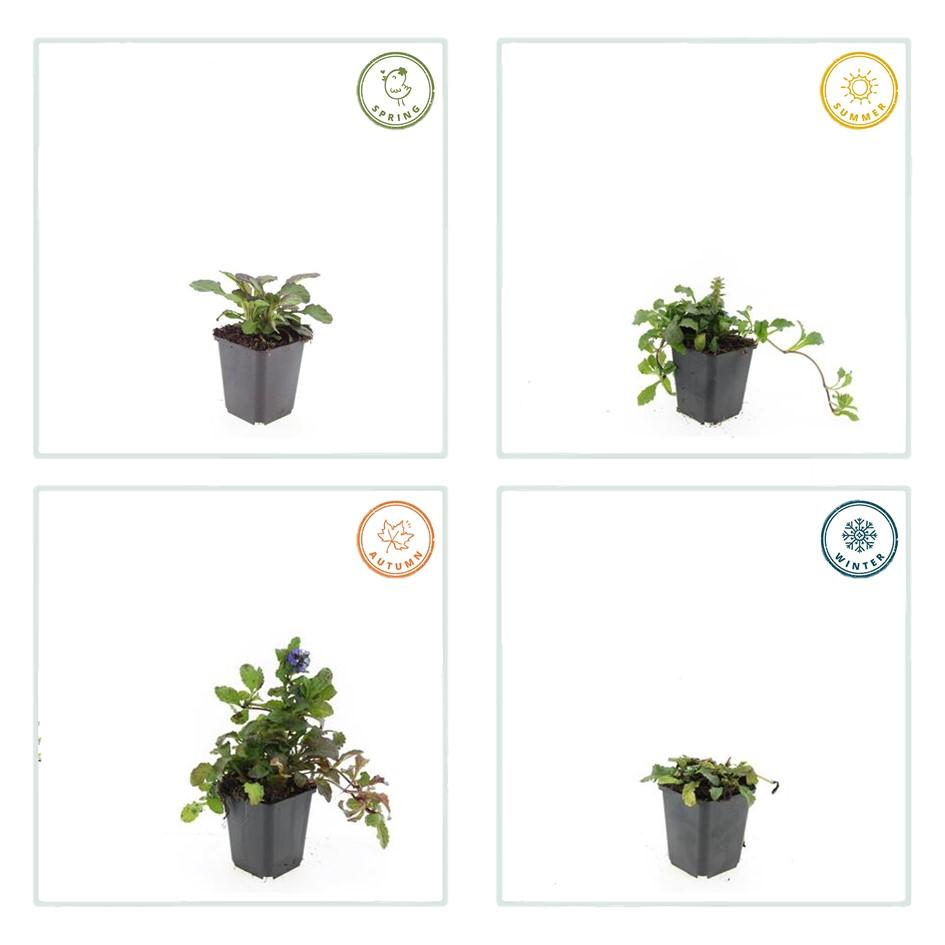 24x Ajuga reptans ‘Catlin’s Giant’ – Bodendecker mit violettem Laub &amp; Blüten – Höhe 10–25 cm – Ø 9 cm