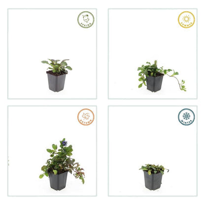 24x Ajuga reptans ‘Catlin’s Giant’ – Bodendecker mit violettem Laub &amp; Blüten – Höhe 10–25 cm – Ø 9 cm