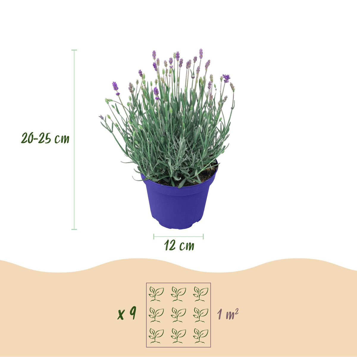 Everspring Lavendel angustifolia Hidcote Pflanze, winterhart, lila Blüten, in 12cm Topf, Höhe 20-25cm, Gartenpflanze
