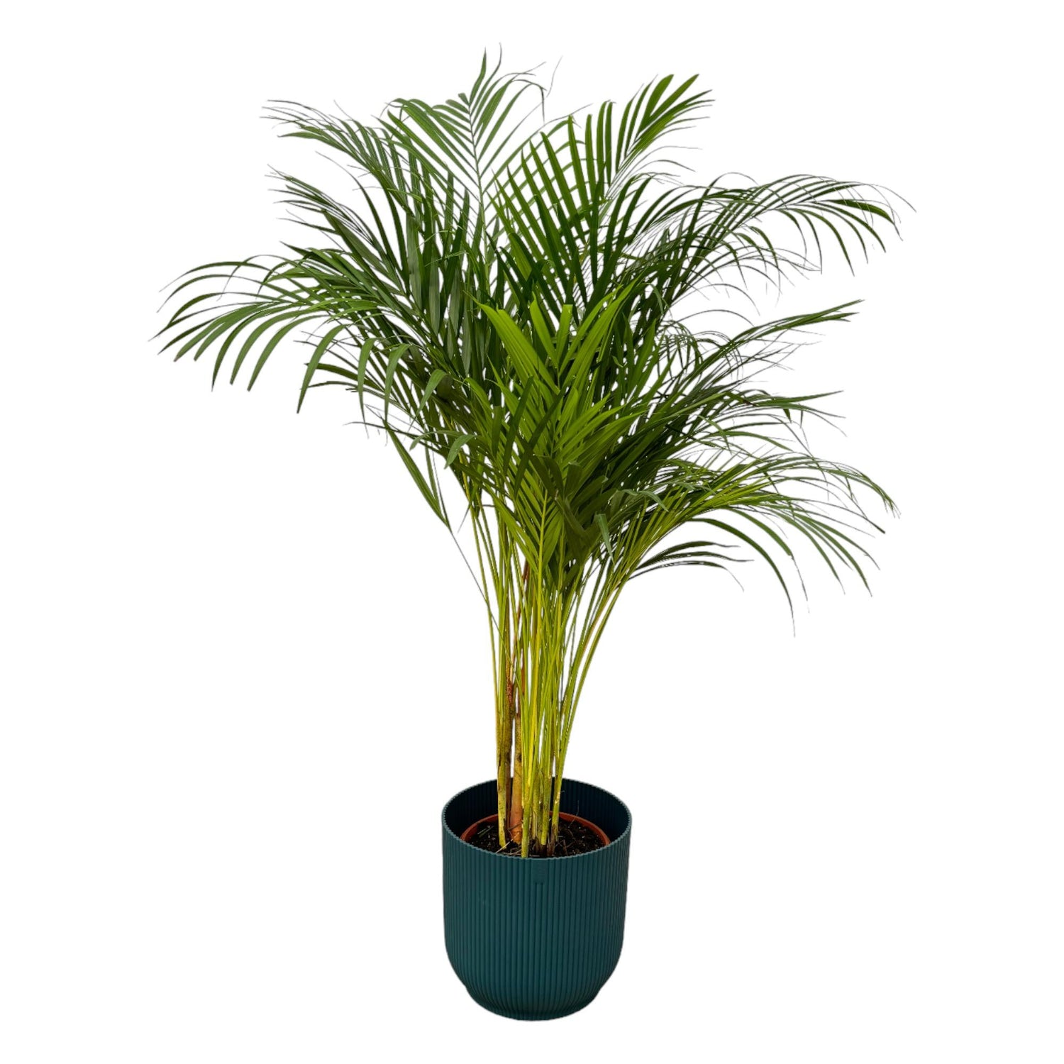 Areca-Palme Goldfruchtpalme, ca. 130 cm hoch, im Korb oder Topf als luftreinigende Zimmerpalme