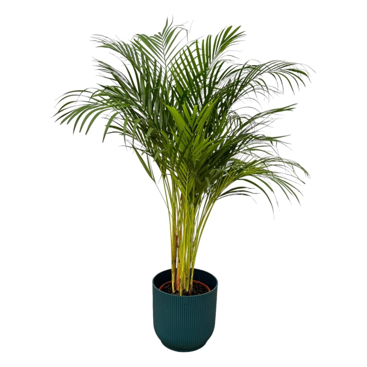 Areca - Palme 160cm mit Topf – Goldfruchtpalme für gesunde Raumluft - Wurzelwerk Design