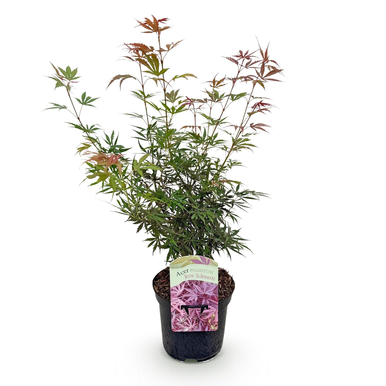 Japanischer Ahorn Jerre Swarts, dunkelrotes Laub, 70cm hoch, in Topf, laubabwerfend, Everspring Pflanze, 19cm Durchmesser