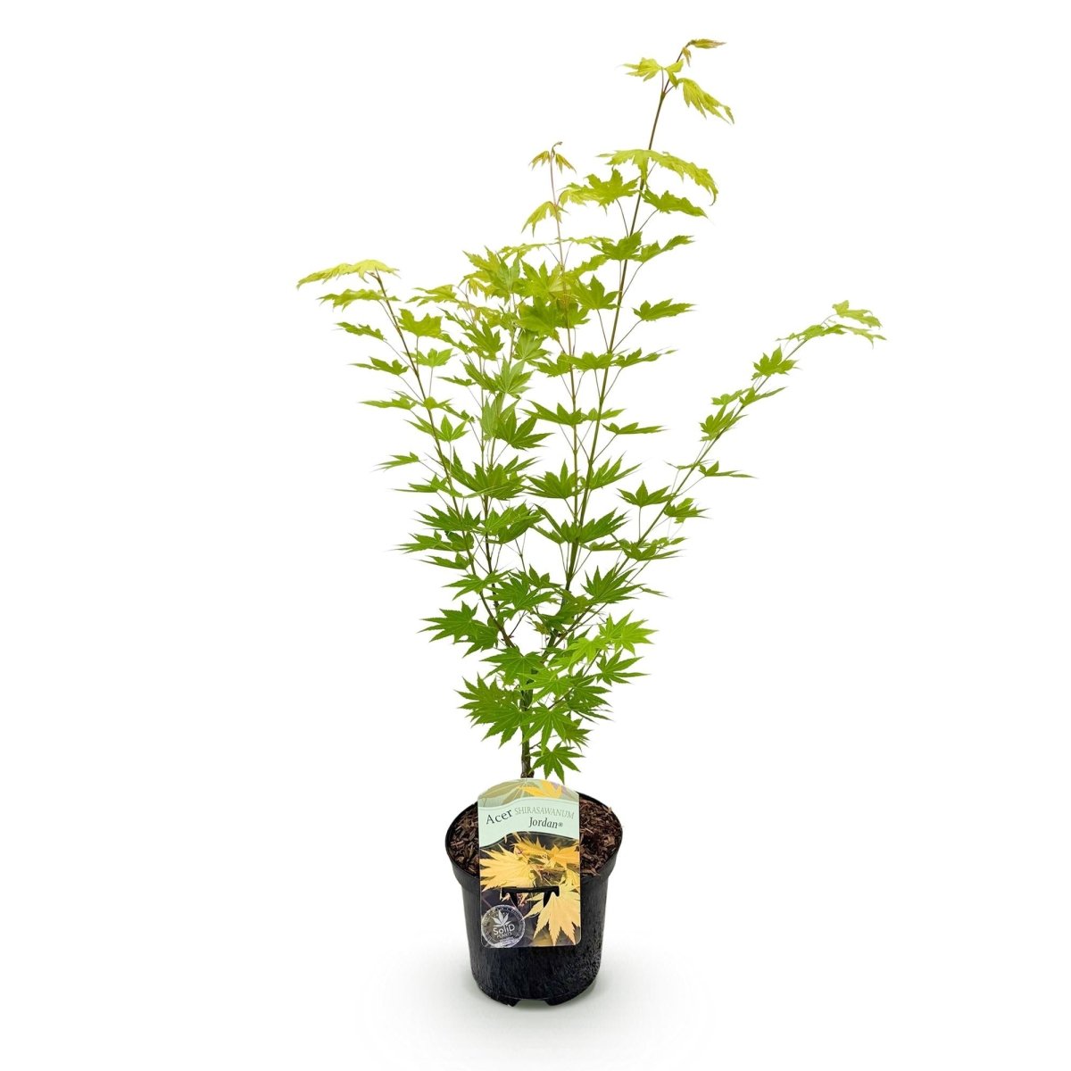 Japanischer Ahorn Jordan - Gelb - 1 Pflanze - Laubabwerfend - Topf 19cm Höhe 70cm - Wurzelwerk Design