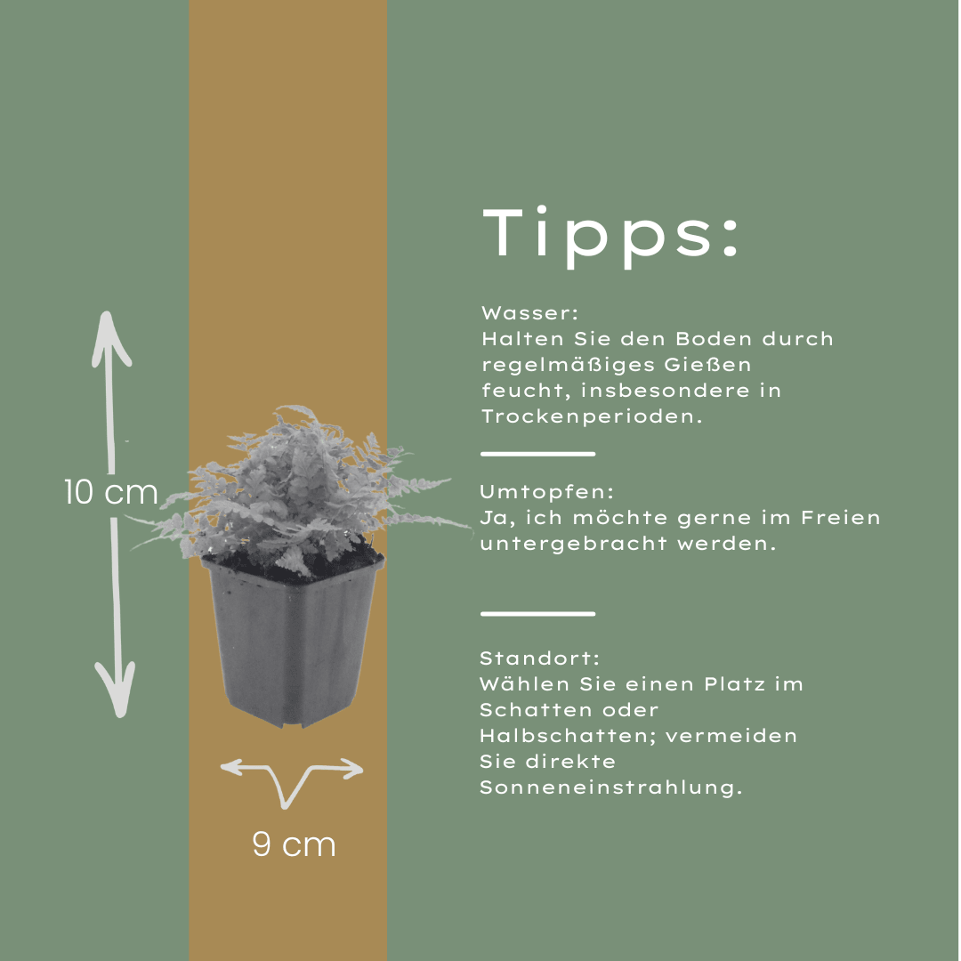 Sechs Everspring Dryopteris filix-mas Farnen in verschiedenen Größen, grüne Farnblätter in Topf mit Durchmesser 9 cm.