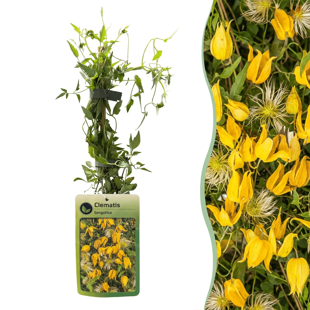 Gold-Waldrebe kaufen – Clematis tangutica | gelb, Ø 9 cm, Höhe 35 cm - Wurzelwerk Design