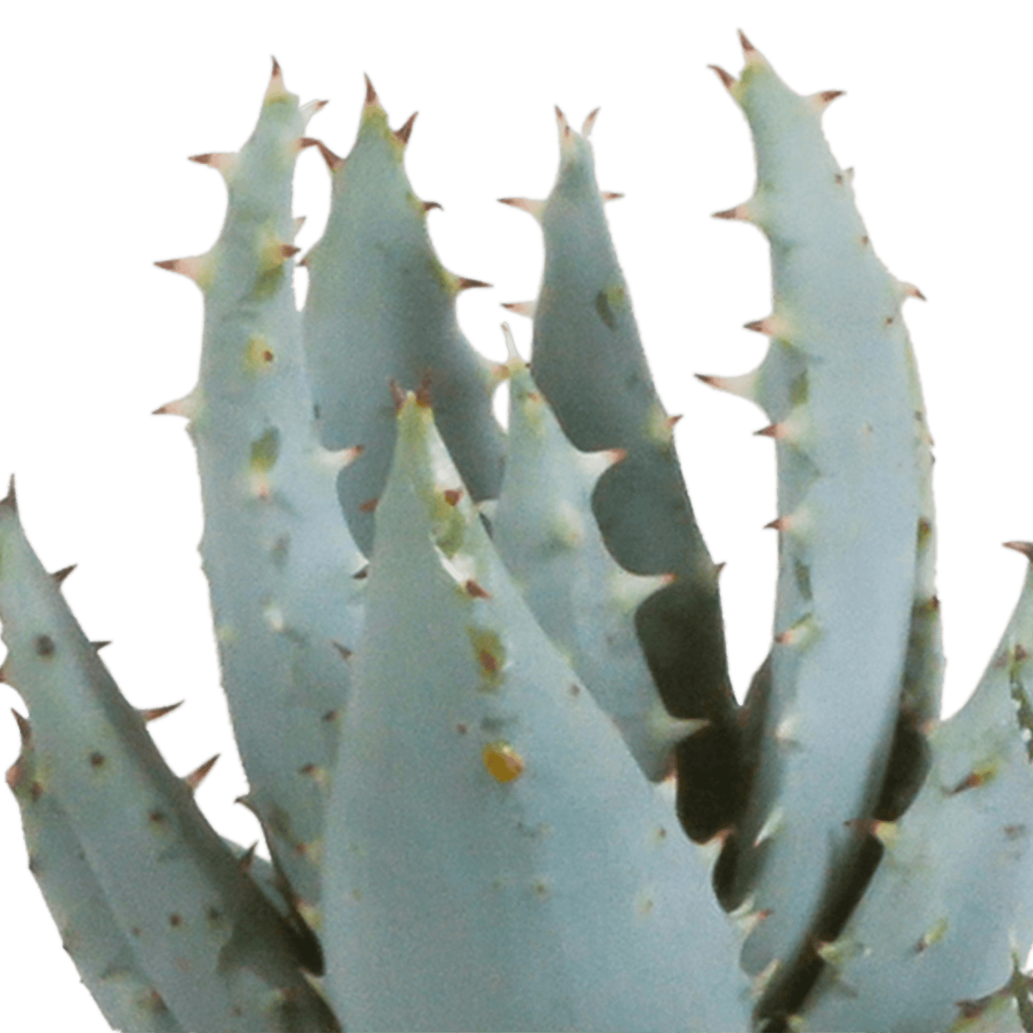 Fünf Gasteria und Haworthia Pflanzen in weißen Töpfen, jeweils ca. 5,5 cm Durchmesser, Everspring.