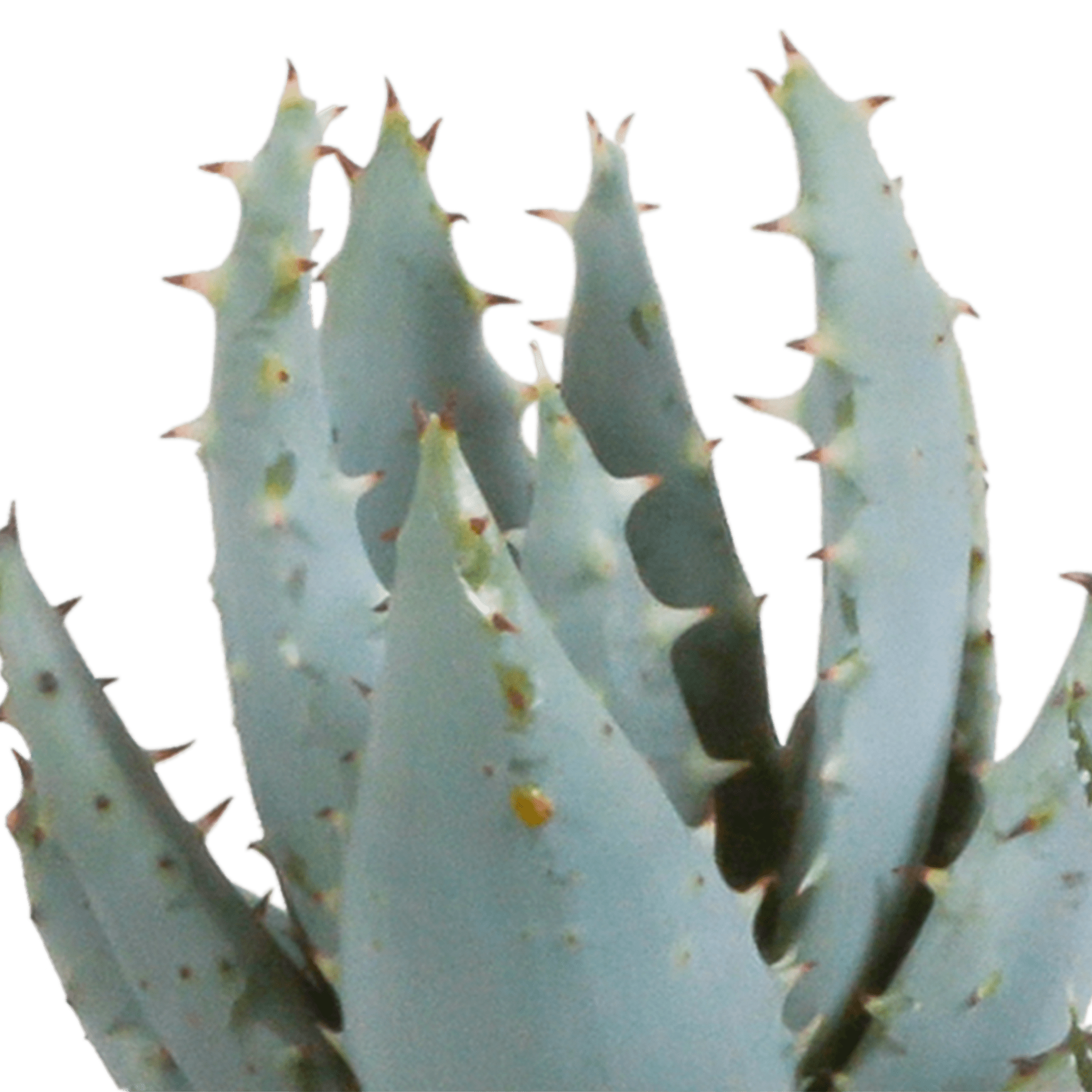 Fünf Gasteria und Haworthia Pflanzen in weißen Töpfen, jeweils ca. 5,5 cm Durchmesser, Everspring.