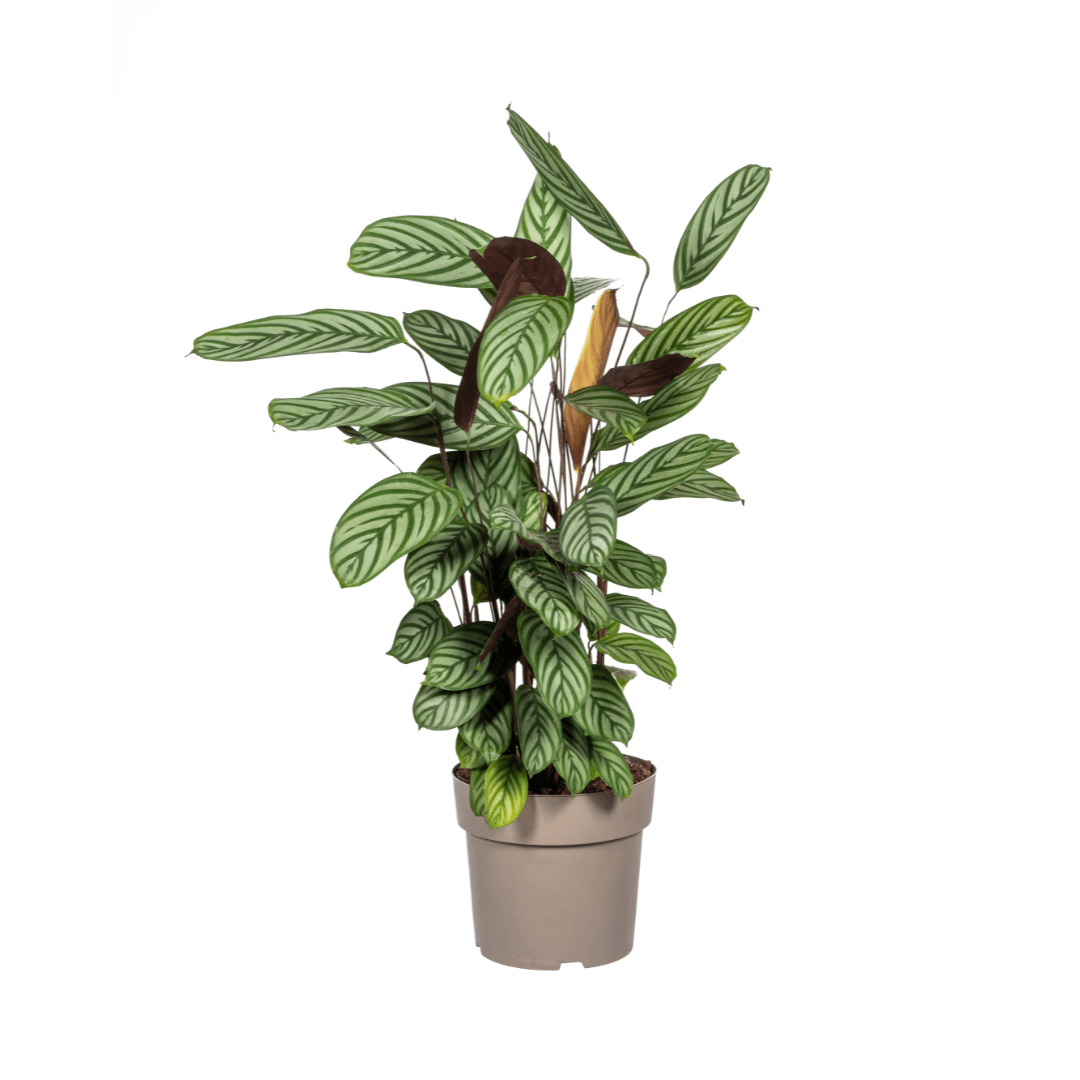 Calathea oppenheimiana | Korbmarante in verschiedenen Größen – Immergrün &amp; Haustierfreundlich - Wurzelwerk Design