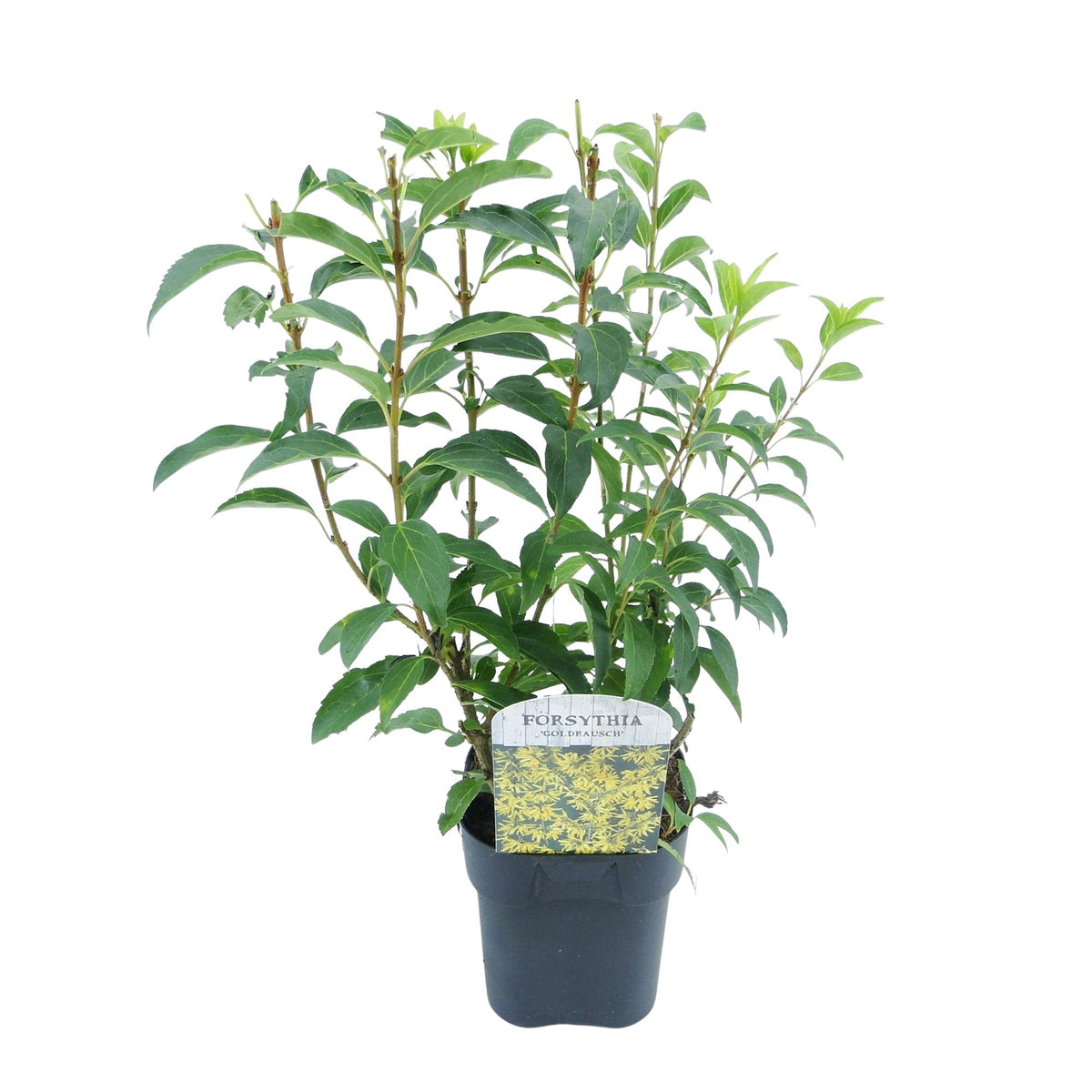 Forsythia intermedia Goldrauch Pflanze mit gelben Blüten, Laubabwerfend, Topf 17cm, Höhe 45cm, wenig Pflege, Everspring