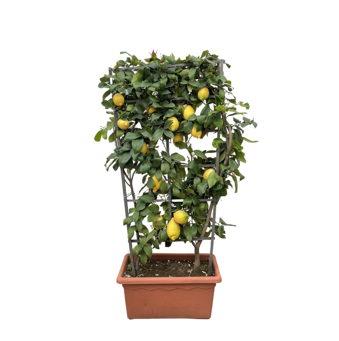 Citrus Lemon Spalier 160 cm | Zitronenbaum im Ø60 cm Topf – Mediterrane Kübelpflanze - Wurzelwerk Design