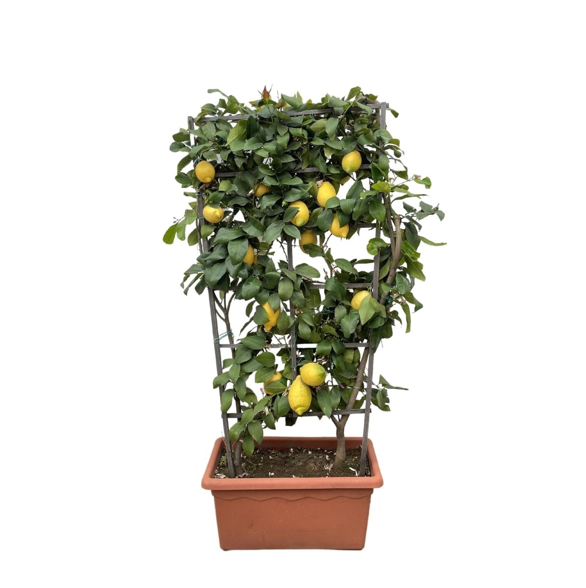Citrus Lemon Spalier 160 cm | Zitronenbaum im Ø60 cm Topf – Mediterrane Kübelpflanze - Wurzelwerk Design
