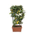 Citrus Lemon Spalier 160 cm | Zitronenbaum im Ø60 cm Topf – Mediterrane Kübelpflanze - Wurzelwerk Design