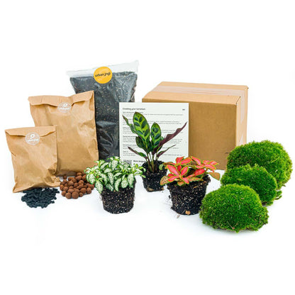 Nachfüllpackung und Starterset für Calathea Lancifolia Pflanzenterrarium von Everspring, inklusive Pflanzen und Zubehör.