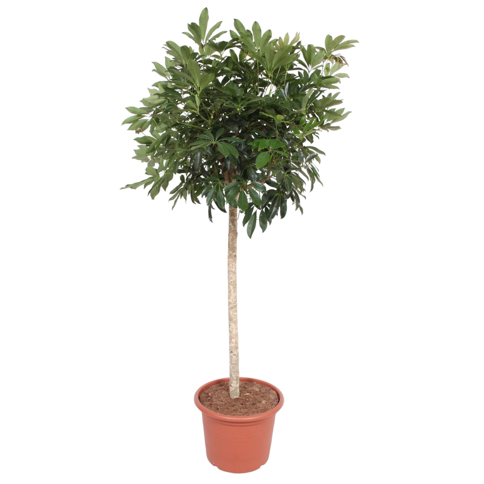 Everspring Schefflera Arboricola Compacta, 190 cm hohe Zimmerpflanze mit ø45 cm, grüne Blätter, dekorative Topfpflanze