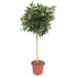 Everspring Schefflera Arboricola Compacta, 190 cm hohe Zimmerpflanze mit ø45 cm, grüne Blätter, dekorative Topfpflanze