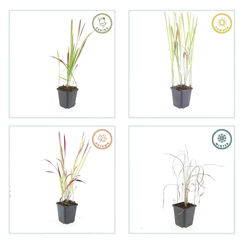Imperata cylindrica ‘Red Baron’ – 24 Pflanzen Ø 9 cm – Japanisches Blutgras mit intensiver roter Färbung - Wurzelwerk Design