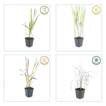 Imperata cylindrica ‘Red Baron’ – 24 Pflanzen Ø 9 cm – Japanisches Blutgras mit intensiver roter Färbung - Wurzelwerk Design