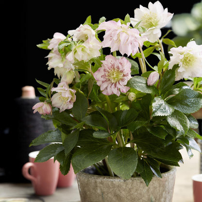 Christrose kaufen - Helleborus orientalis Double Ellen Pink - Rosa Blüte - 1 Pflanze - Immergrün - Topf 14cm Höhe 35cm